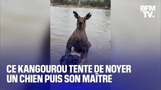 Thumbnail for Australie: ce kangourou tente de noyer un chien puis son maître