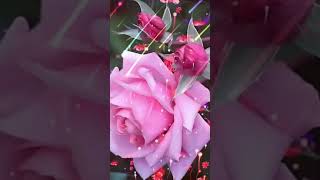 صباح الخير حالات واتس🥀 اصبحنا واصبح الملك لله🌷 دعاء الصباح🥀 دعوة صباحية 🤲 دعاء مستجاب #shorts