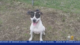 All Adoptable Dogs Have New Homes, Says Chicago Animal Care And Control