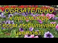 Экскурсия в царство цветов - трепещите, голландцы!)))