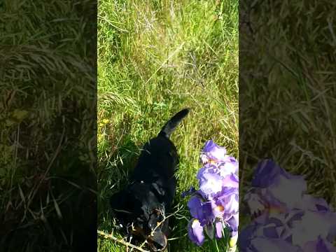 ⚡Рубик⚡ ирис ягдтерьер jagdterrier nature iris flower