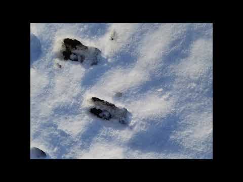 Animal Tracks In Snow Winter 2019 by Behind The Enthusiast
