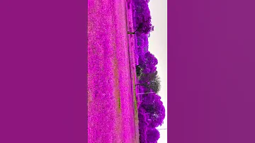 13 August 2025 