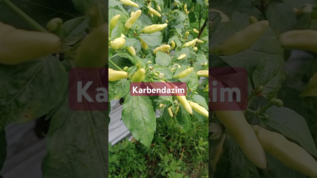 fungisida dengan bahan aktif karbendazim