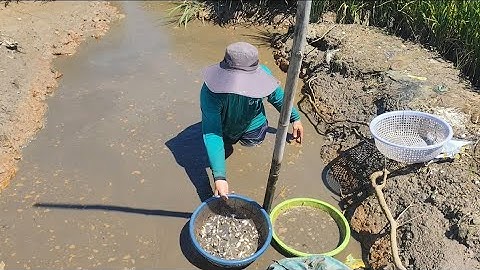 Giải cứu cá rô đồng , cá nổi như bánh canh là có thiệt (T46) 