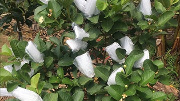 Cách xử lý cho Ổi Ruby ra hoa đậu quả gần như 100%- (P1) 0919705120 #ôiruby#fruit