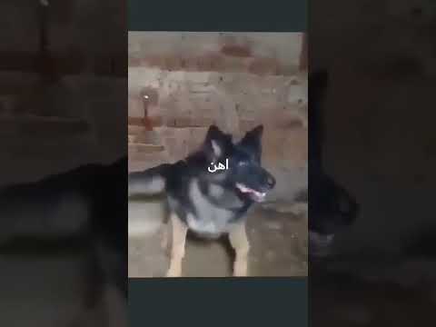 اخطر كلاب في محافظه دمياط