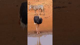 Ostrich Drinking #shorts