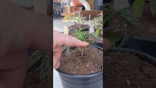 Tip When transplanting your Tomato plants to a larger container.