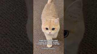 The Secret Hunting Skills of Cats (You Won’t Believe This!) #catfacts #amazingfacts #cat #usashorts