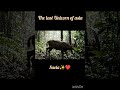The last Unicorn of Asia : Saola ✨❤️#shortstory #youtubeshorts #animals #youtube #wildlife