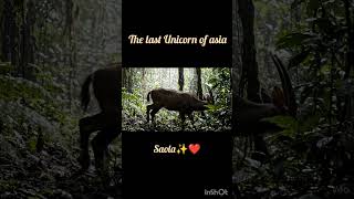 The last Unicorn of Asia : Saola ✨❤️#shortstory #youtubeshorts #animals #youtube #wildlife