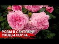 Розы в сентябре - уход и сорта