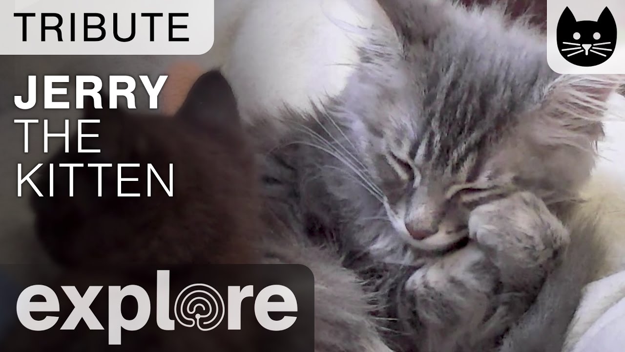 cat lovers club instagram Tribute For Jerry from Kitten Rescue Los Angeles
