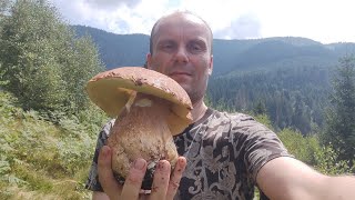 Ото Гриби поперли після дощу в Карпатах!!! Це щось неймовірне! 🍄 🍄 🍄 (7.08.2023)