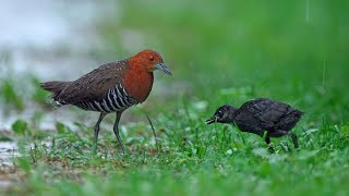 Tiếng Chim Gà Nước Họng Trắng - SOB || Tiếng Chim Gà Nước Họng Trắng Gọi Bầy
