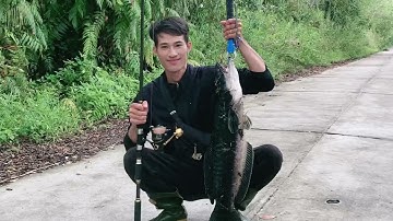 Cận Cảnh Lure Cá Lóc Bông 8kg  Rừng U Minh Thượng Cận Cảnh Cá Táp Mồi Nge Phê Luôn Cả Nhà Ơi ( Tập 9