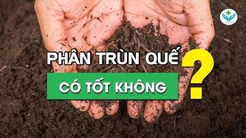 Phân trùn quế có tốt không?┃Nông Sản ND
