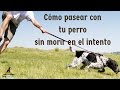 Cómo pasear con mi perro sin morir en el intento