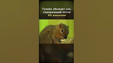 Тупайя. Интересные факты #shorts