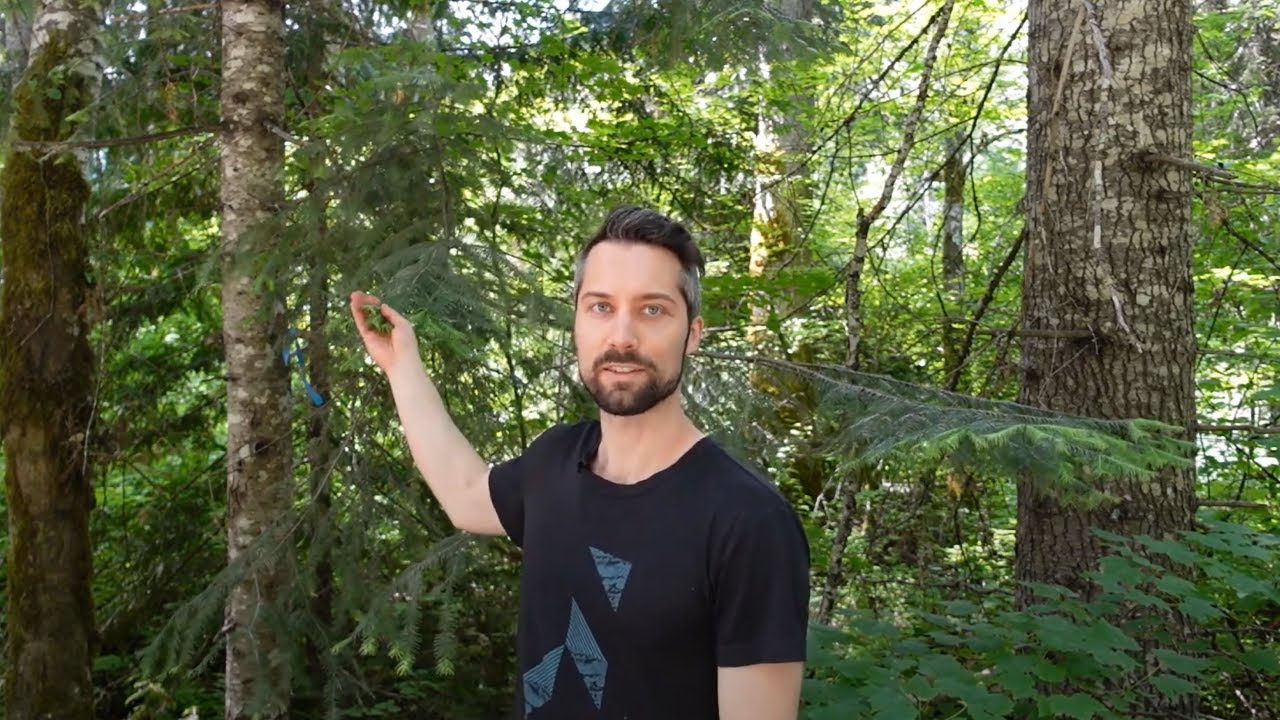 Plant ID: grand fir (Abies grandis)