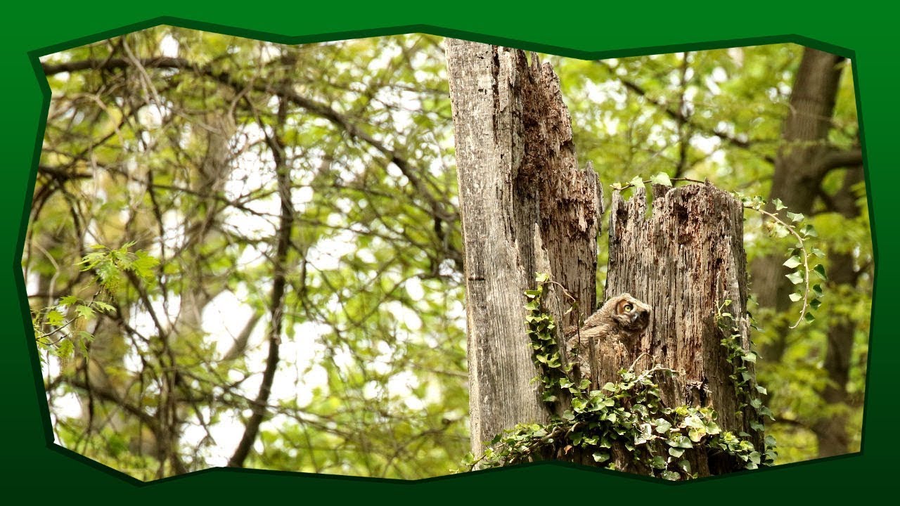 The most beautiful owl nest in the world ~ part 1 of 4 