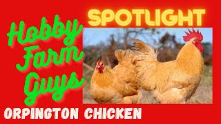 HFG Farm Animal Spotlight: Orpington Chicken