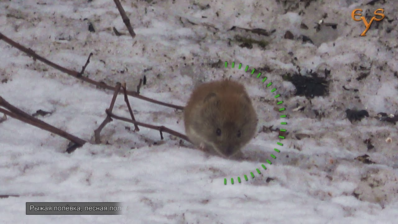 Рыжая полёвка в Лосином острове  / Bank vole in Losiny ostrov