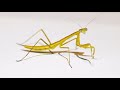 突然変異の黄色いカマキリが美しすぎた・・・!