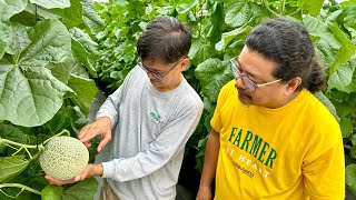 Pinaka MAHAL na MELON sa Mundo (Japanese Musk Melon) Tinatanim na ng DENSO Commercially sa Pinas!