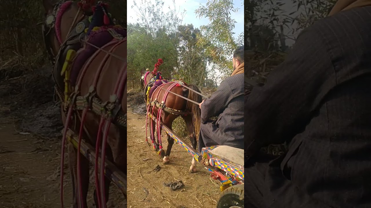 خيل الشيخ محمد رخا المحله الكبرى اسم المهر  زين ماكسرش بيلعب و بيجر 01093322202