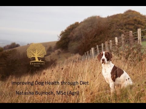 Improving Dog Health Through Diet /// Webinar ESSENTIAL FOODS UK - YouTube