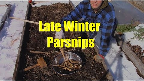 The Final Harvest of Last Year