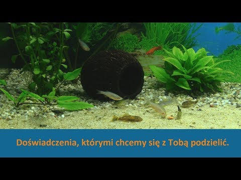 Wideo: Pokojowa ryba w akwarium słodkowodnym