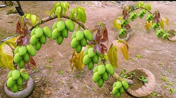 How to graft mango trees: step-by-step guide for beginners 🥭🥭🥭