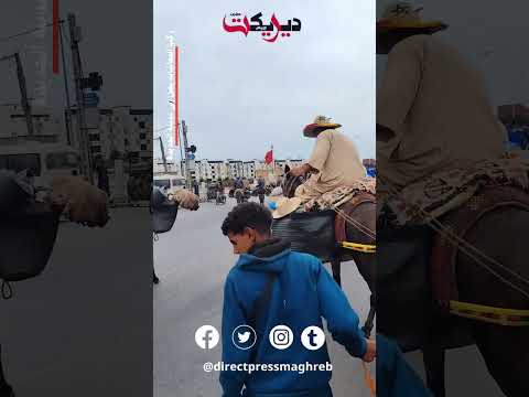 وصول ركب شرفاء المعاشات إلى مدينة الجديدة وسط تعجب الساكنة من قافلة لازالت تسير بالبغال و الحمير