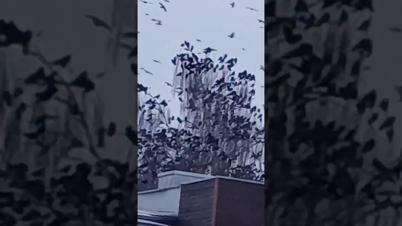 Gigantyczny rój ptaków.