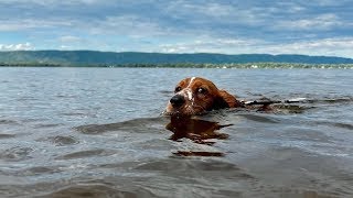 Puppy's First Swim 🐶🌊 by Fiddle and Furry 429 views 1 year ago 27 seconds