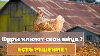 Почему куры клюют свои яйца - как с этим бороться ?(Почему куры клюют свои яйца - как с этим бороться ? Этим вопросом часто задаются наши читатели .Специально..., 2016-10-31T14:27:40.000Z)