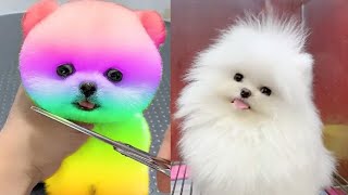 2024 Chó Phốc Sóc Mini 😍 Funny and Cute Pomeranian 😺🐶 | cute animals64