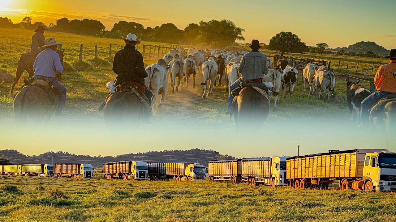 Finalizando o embarque de 1200 cabeças de boi Gordo 🇧🇷🎥