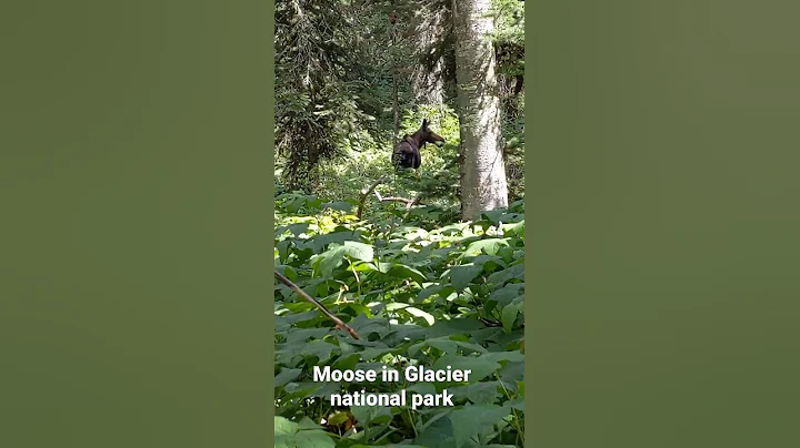 Moose encounter-  Hide behind a tree