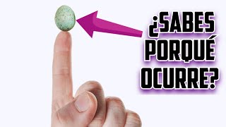 Huevos GIRAN sólos a CASI DE PIÉ ¿Porqué? (Lo vemos por dentro)