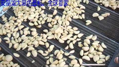 Peeled garlic color sorter separation machine:jromchen@hotmail.com