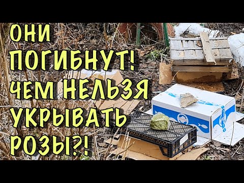 Розы ПОГИБНУТ от ТАКОГО укрытия! Пожалейте СВОИ РОЗЫ, НЕ СОВЕРШАЙТЕ ЭТИХ ОШИБОК!