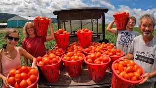 TOMATO EMERGENCY!!!