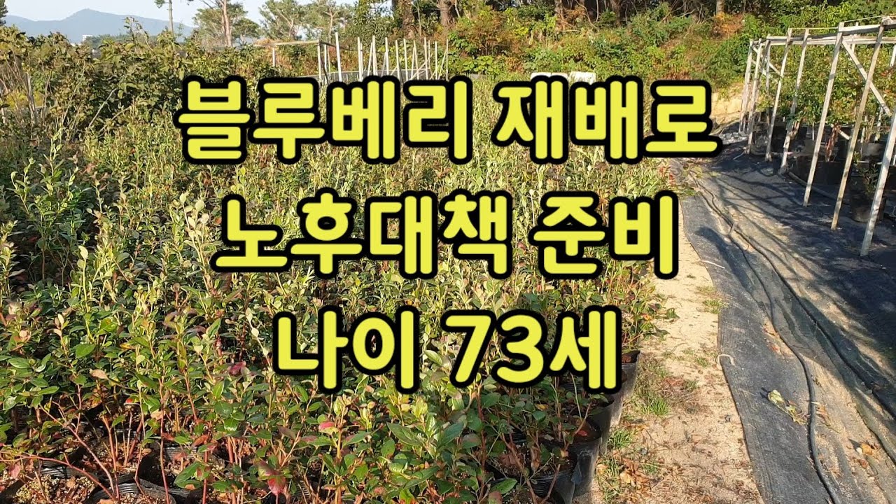 노후대책, 블루베리 재배, 단일 품종 메도우락  재배