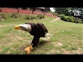 Bald Eagle Fond Of Walking Thinks Hunting Is Too Savage | Kritter Klub