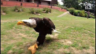 Bald Eagle Fond Of Walking Thinks Hunting Is Too Savage | Kritter Klub