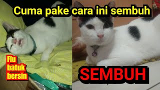 Kucing flu obat nya apa ? Ini dia obat flu ampuh